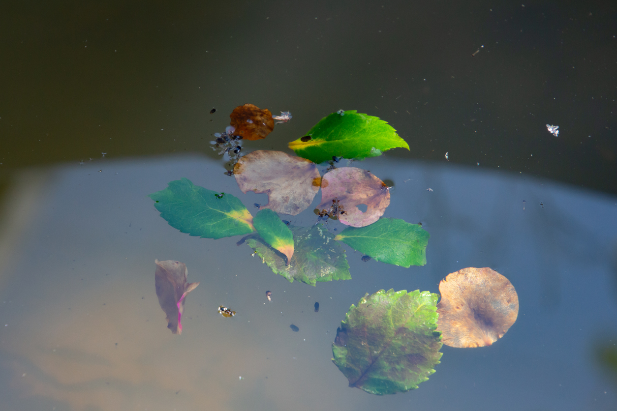 Where Do Mosquitoes Nest? (Part Two)